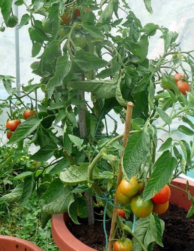 Полезные хитрости, которые нужно знать каждому дачнику… Полезные хитрости, которые нужно знать каждому дачнику…