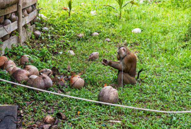 В Таиланде, вместо сторожевых собак используют обезьян