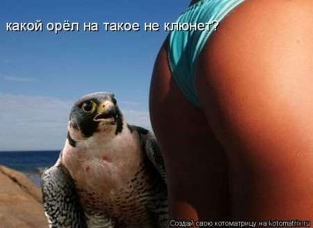 Прикольные животные, котоматрица