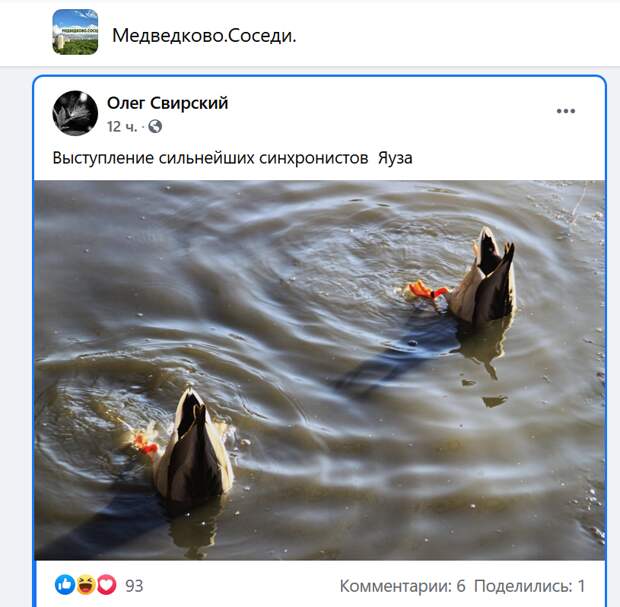 Фото дня: утки-синхронистки в Яузе