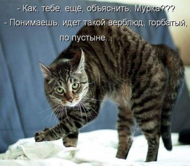 Разнообразные фото приколы с животными: смотреть обязательно!