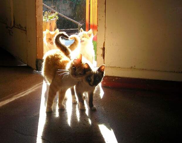 18 кошек доказывающих, что любить может каждый кошки которые умеют любить, кошачья любовь