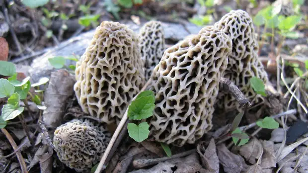 В подмосковных лесах появились первые грибы