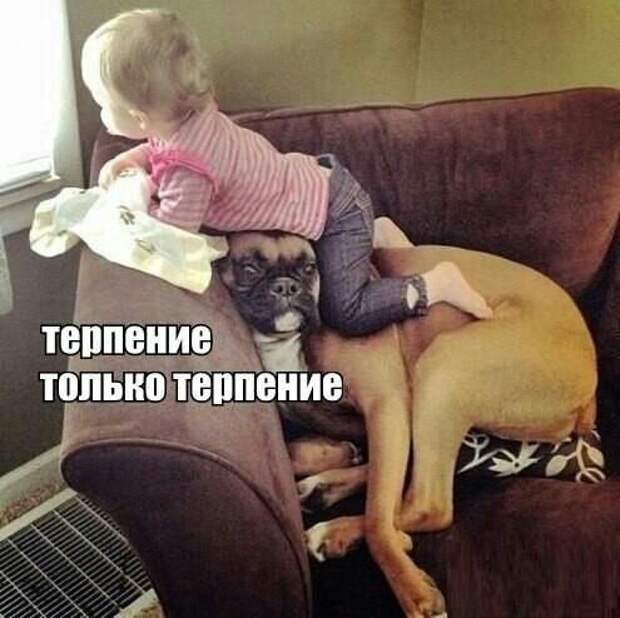 прикол, животные собаки