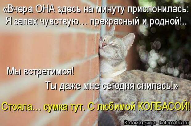 Котоматрицы (картинки с надписями)