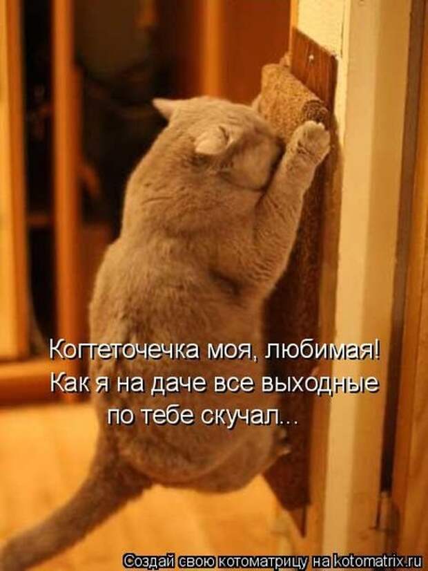 Лучшая котоматрица недели (33 фото)