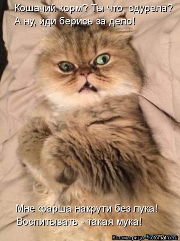 Лучшие котоматрицы недели