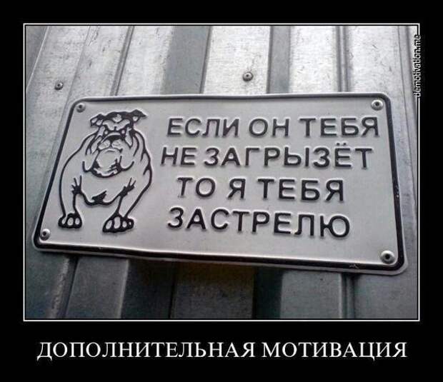 прикол, животные собаки