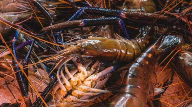 Дальневосточная креветка полностью освоилась в Азовском море
