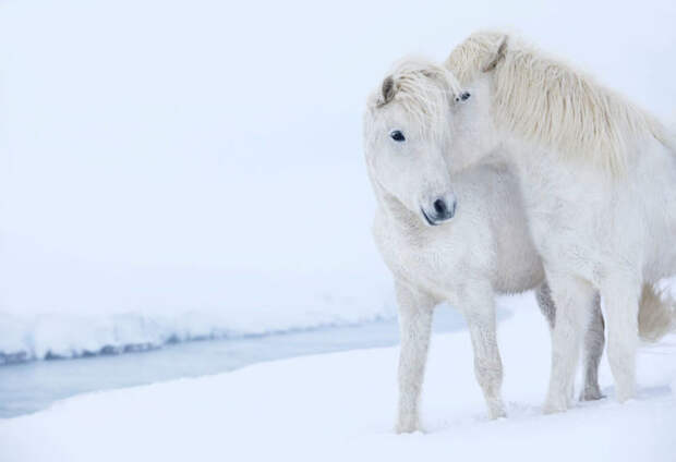Дикие лошади, ледяные земли и великолепные пейзажи вошли в серию фотографий «В царстве легенд» нью-йоркского фотографа Дрю Доггета.
