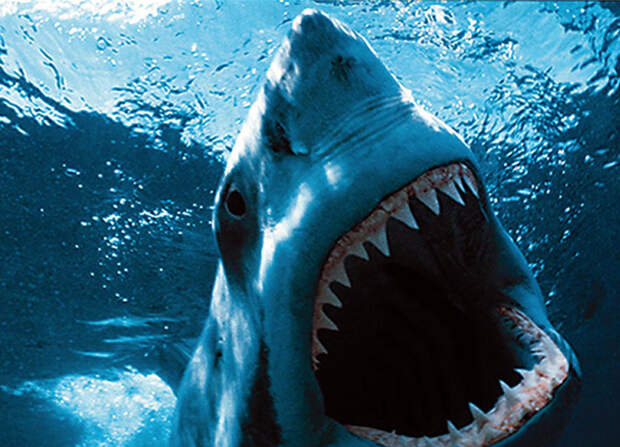 Все акулы огромные Пожалуй, самый популярный образ акул связан с большой белой акулой. Этот архетип тоже растиражировали блокбастеры и фильмы ужасов: огромный хищник, гигантские челюсти, острые зубы, которыми животное перемалывает свою добычу. На самом деле в мире существует около 500 видов акул, причем самые большие — китовые, достигающие 14 метров в длину и весящие под двадцать тон — не представляют никакой опасности для человека, поскольку питаются исключительно планктоном. Она даже дает дайверам себя погладить — и не обращает на них никакого внимания. Но крупные виды — это всего лишь 10% от общего числа хищников. В основном акулы небольшие и даже мелкие: шестиметровые лисьи, пятиметровые тигровые, трехметровые голубые и мако, полутораметровые черноперые и даже двадцатисантиметровые бразильские светящиеся. Кстати, те самые большие белые акулы — не такие уж большие: средний размер особей составляет 4,5 метра.