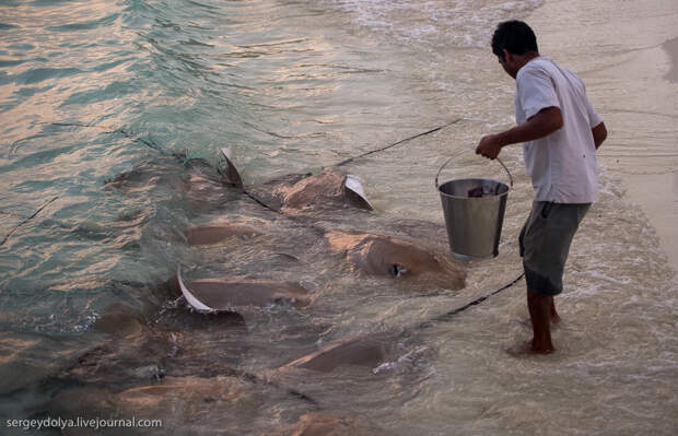 04 20141115 maldives 263 Как кормят скатов на Мальдивах.
