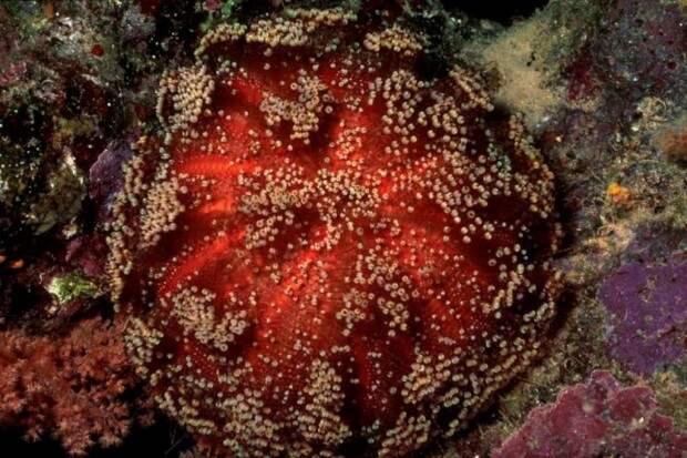 Иглоподушечный морской еж или  огненный еж  (Asthenosoma varium) (англ. Fire Urchin)