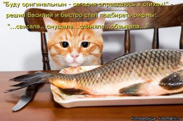 Свежая прикольная котоматрица (26 фото)