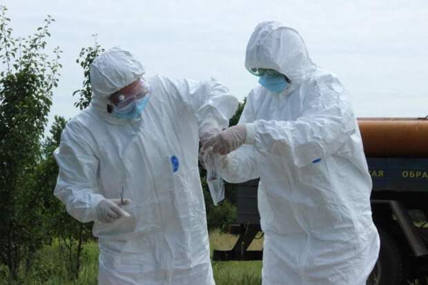 Погибших животных с АЧС обнаружили в пригороде столицы Адыгеи