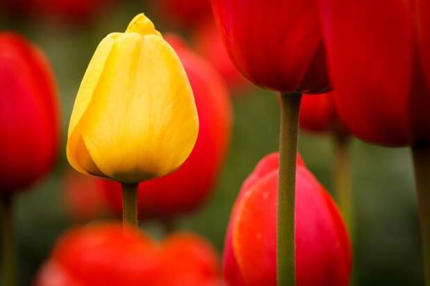 Голландский цветочный аукцион FloraHolland