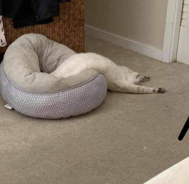 Смешные картинки 23 мая 2022 года