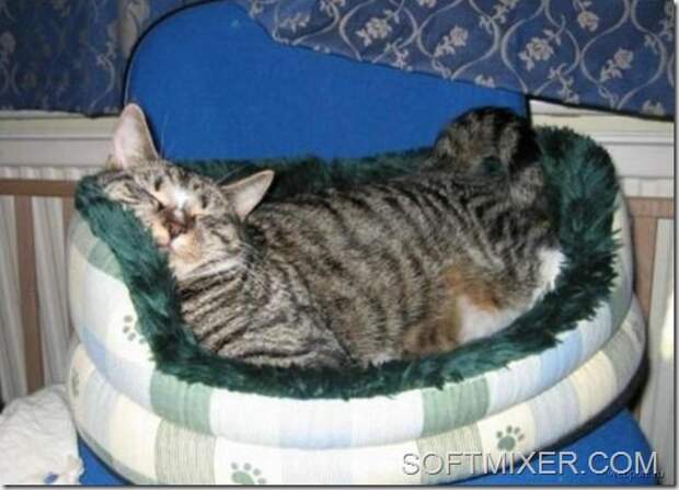 slp_cats_23