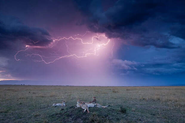 Лучшие фотографии животных за неделю