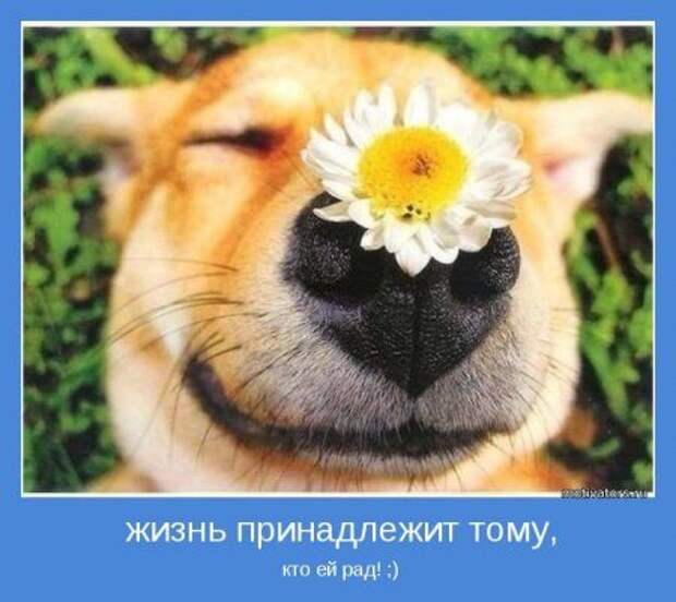 Мотиваторы. Живём и РАДУЕМСЯ!