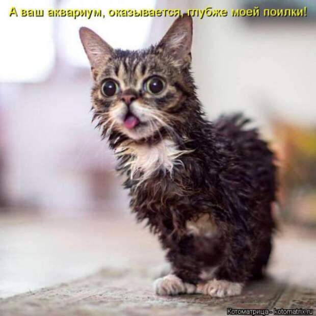 Котоматрицы(картинки с надписями)