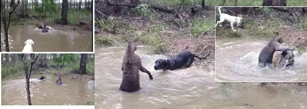 Кенгуру в воде