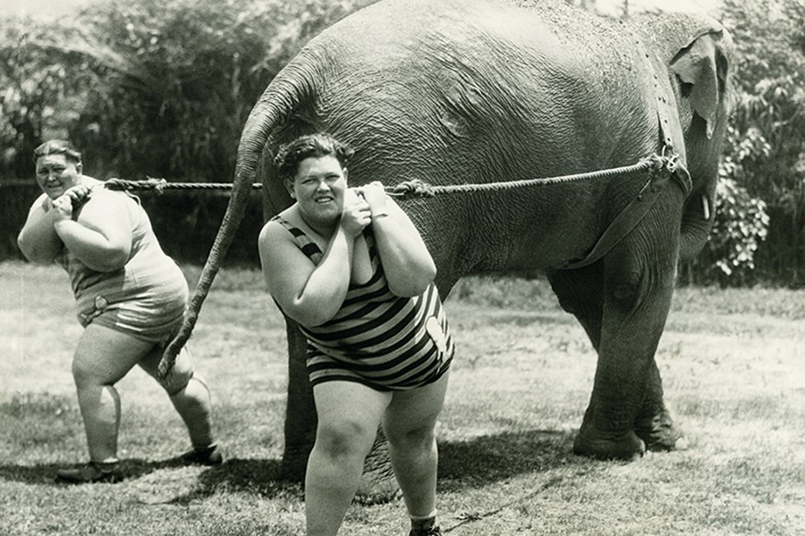 elephant_1.jpg elephant_1.jpg