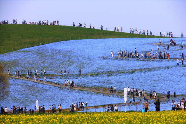 NewPix.ru - «Hitachi Seaside Park» сад цветов в Японии