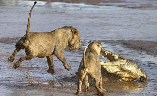 Битва крокодила и львов за тушу слона  природа, фото