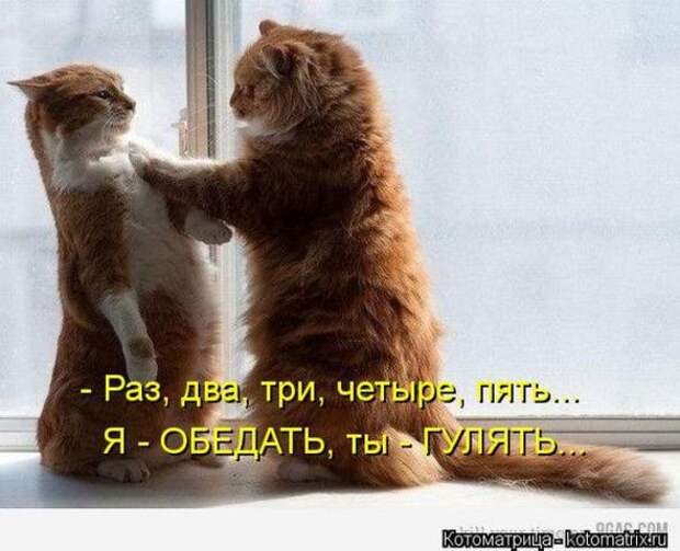 Котоматрицы (забавные картинки с надписями)