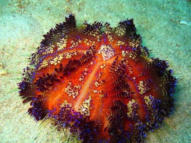 Иглоподушечный морской еж ил  огненный еж  (Asthenosoma varium) (англ. Fire Urchin)