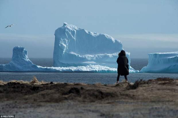 К берегам Канады приплыл огромный айсберг! айсберг, видео, канада, ньюфаундленд