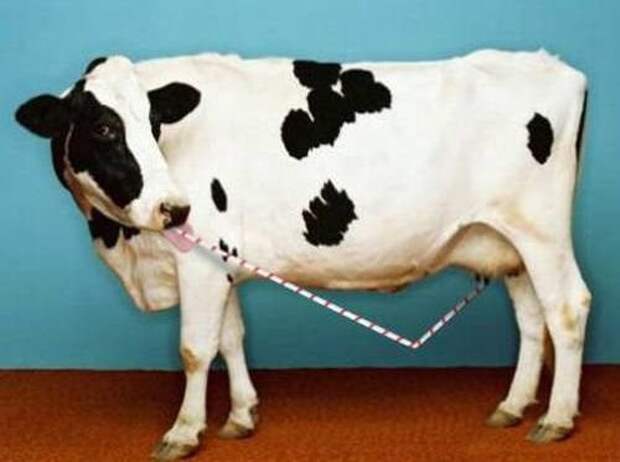 Забавно :)(25 фото)