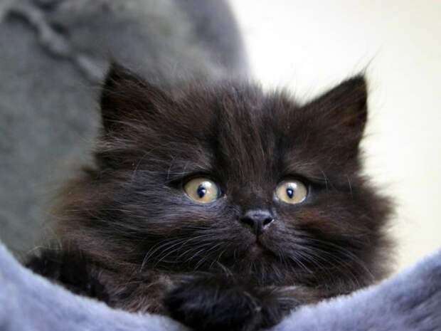 Коты,кошки,котята...