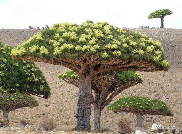Удивительный остров Сокотра Socotra07 Удивительный остров Сокотра