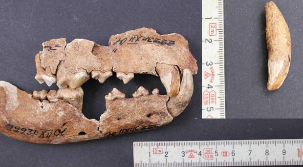 Шведские археологи обнаружили останки редких собак в древнем погребальном комплексе