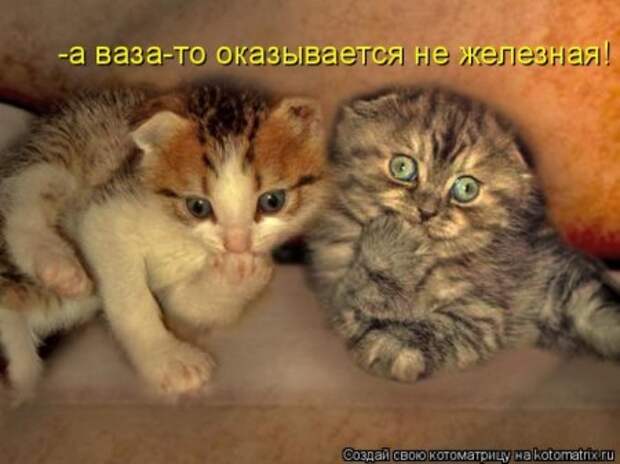 Котоматрица для ночных посетителей Поржать.ру