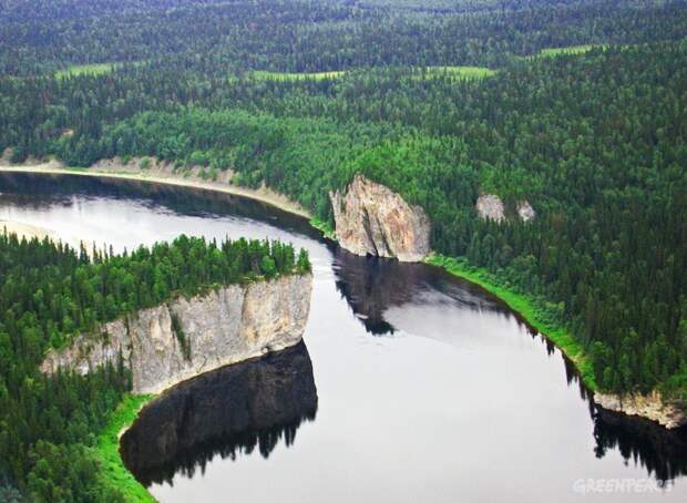 Девственные леса в заповедниках Республики Коми. Фото