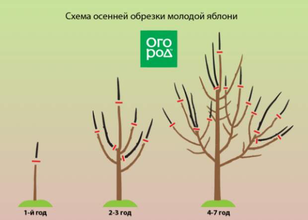 Схема обрезки молодой яблони