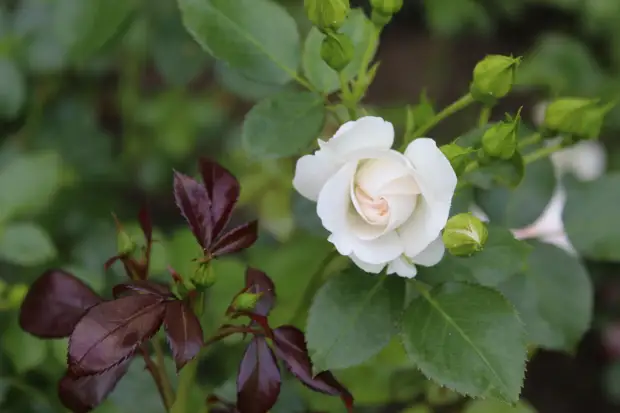 "Тянутся сосны в прозрачное небо, глыбы гранита заснули давно..." Парк Монрепо в Выборге