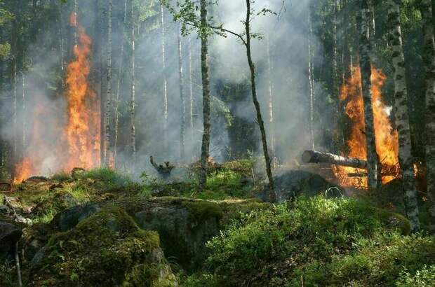 Площадь лесных пожаров в России превысила средние значения за пять лет