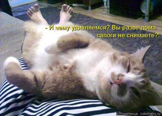 Котоматрицы (картинки с надписями)