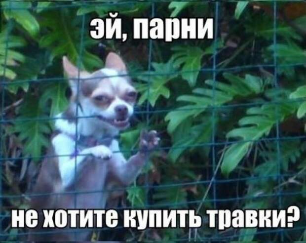 15 очень смешных снимков, которые точно поднимут вам настроение
