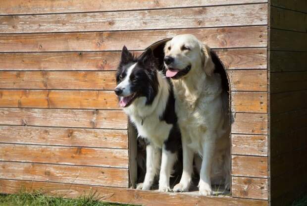 Две собаки в большой будке