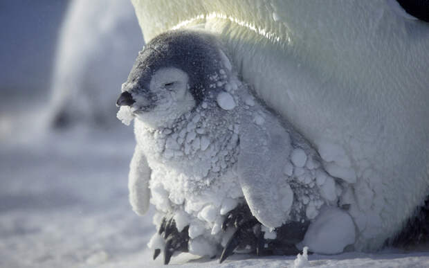Императорский пингвинчик греется в ногах у мамы