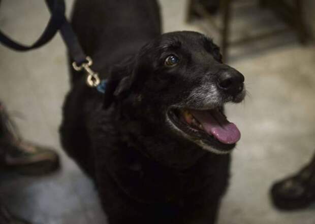 В Пенсильвании семья нашла свою собаку спустя 10 лет после ее пропажи