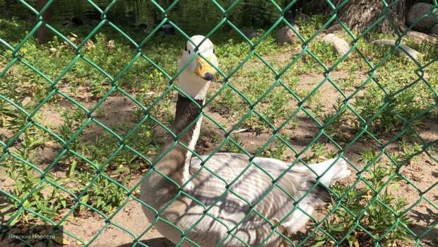 Собаки терзают птиц в зоопарке Калининграда