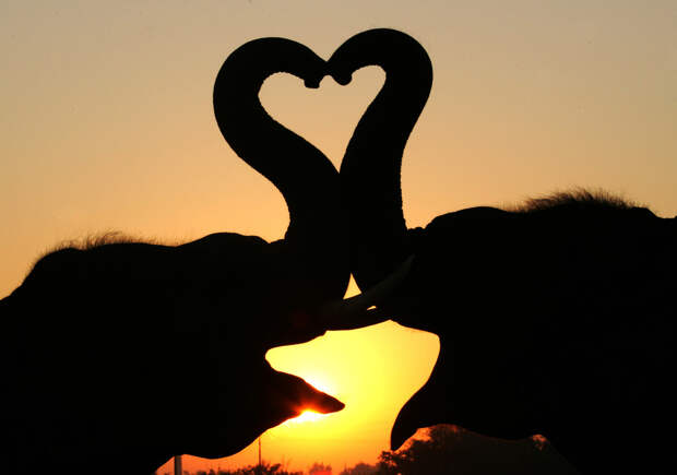 Kissing Animals