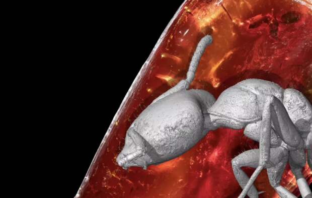 Внутри куска янтаря из коллекции Гете нашли муравья возрастом 40 млн лет