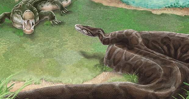 На Тайване нашли позвонок питона возрастом 400800 тысяч лет